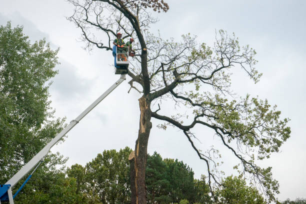 Best Tree Maintenance Programs  in St Matthews, KY